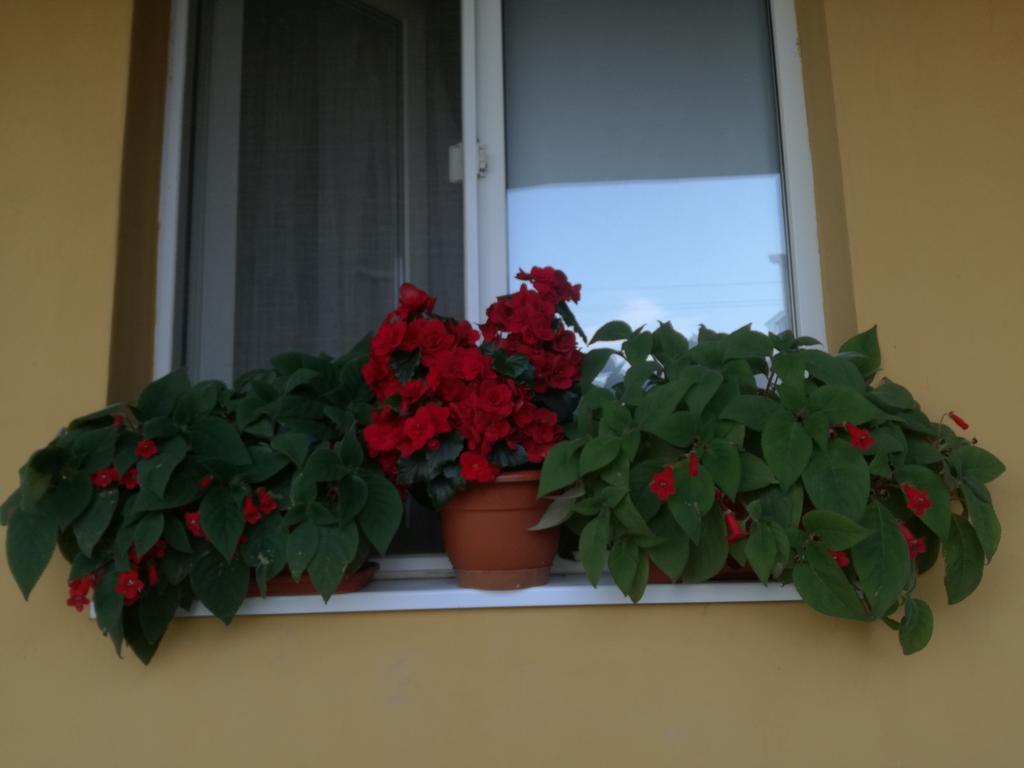 Pensiunea Vladut Timișoara Zewnętrze zdjęcie